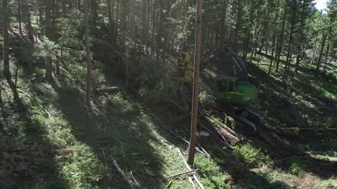 Tree Harvester cutting down tree Video stock 194164854