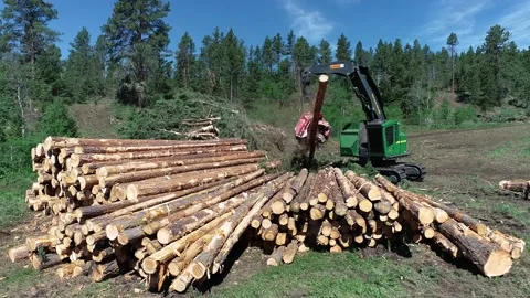 Tree Harvester cutting a log and stacking the wood Stock Footage 194164841