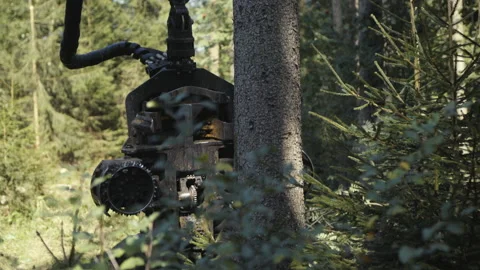 Tree harvester cutting a tree (action) Stock Footage 201099106