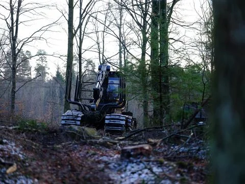 Tree harvester in the forest. Stock Photos
