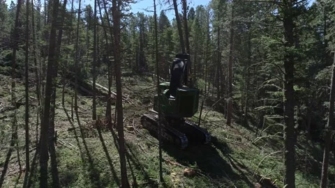 Tree harvester in the woods Stock Footage 194164847