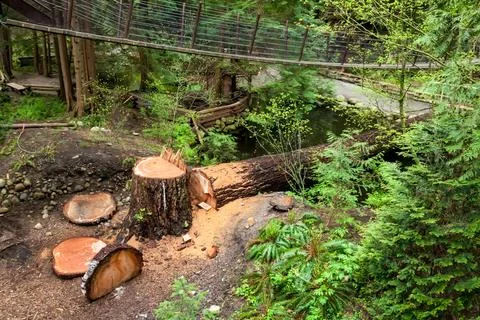 A tree that has been cut down in North Vancouver Stock Photos
