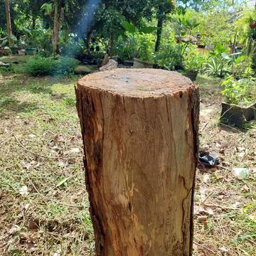 Tree that has been cut down Stock Photos