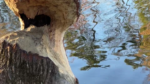 Tree that has been eaten by beavers with tranquil rippling water background Stock Footage 222575431