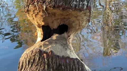Tree that has been eaten by beavers with tranquil rippling water background Stock Footage 222575476