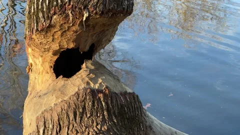 Tree that has been eaten by beavers with tranquil rippling water background Stock Footage 222575646