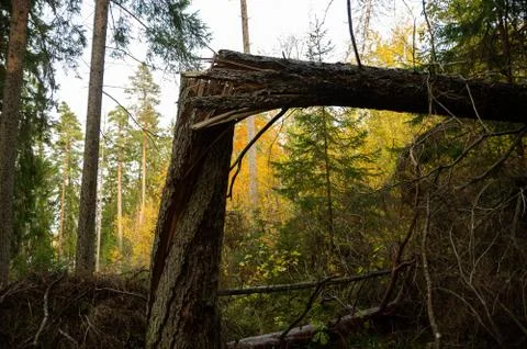 A tree has broken in the forest, many fallen trees Stockfoto's