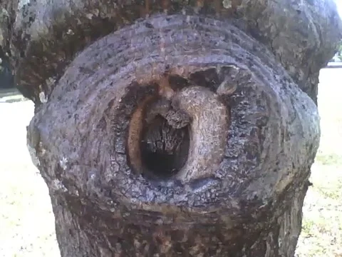 This tree has a drawing of a human eye on the wood, that's rare and exotic! Stock Footage 163680133