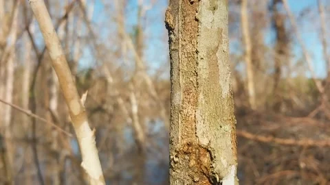 A tree that has dried up Stock Footage 197546526