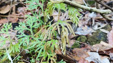 A tree that has dried up Vídeos de archivo 286953558