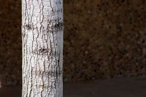 Tree that has a Face Stock Photos