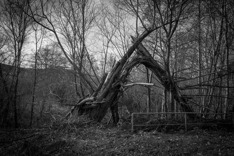 A tree has fallen after a storm Stock Photos