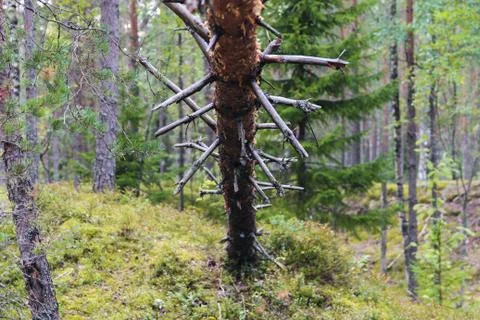 A tree has fallen in the forest. Stock Photos