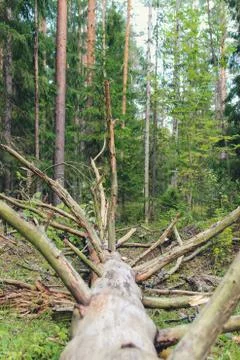 A tree has fallen in the middle of the road. Stock Photos