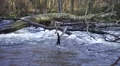 Tree has fallen over a flooded river in a forest, sunny autumn day in Sweden HD Footage