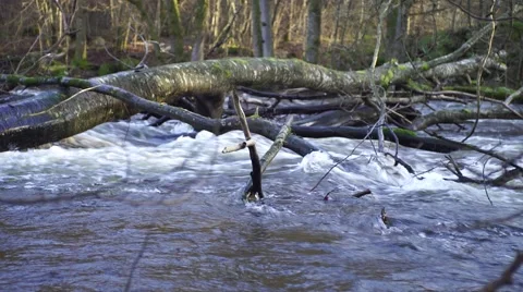 Tree has fallen over a flooded river in a forest, sunny autumn day in Sweden Stock Footage 47438528