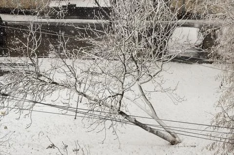 A tree has fallen over in the snow. Stock Photos