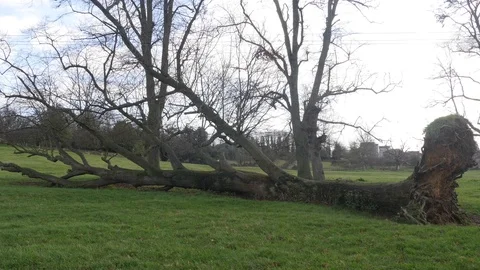 A tree that has fallen in a storm 動画素材 122206730