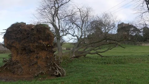 A tree that has fallen in a storm 動画素材 122206739