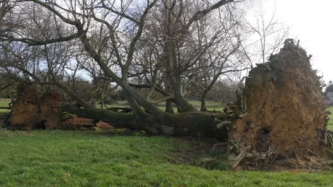 A tree that has fallen in a storm 動画素材 122206995