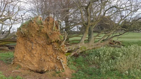 A tree that has fallen in a storm Stock Footage 122214073