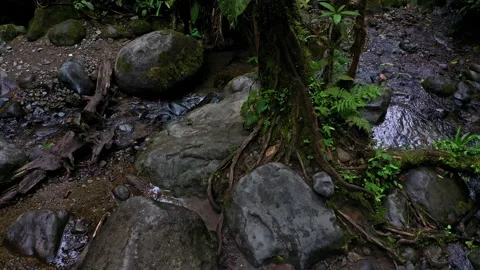 A tree has grown beautifully between large boulders in a tropical cloudforest Stock Footage 234952436
