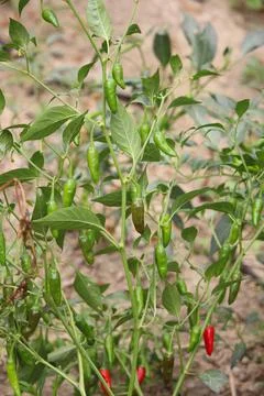 The tree has innumerable green peppers Stock Photos