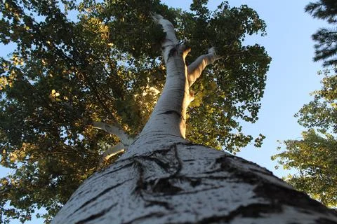 The Tree has Its Own Trunk, Leaves and Stock Photos