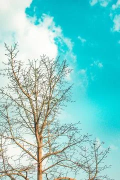 The tree has no branches. The background is sky Stock Photos