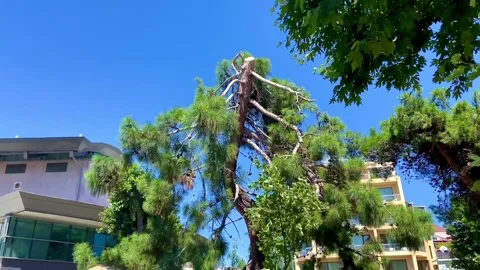 The tree has no top. But the powerful tree stands and prospers. Stock Footage 252170499