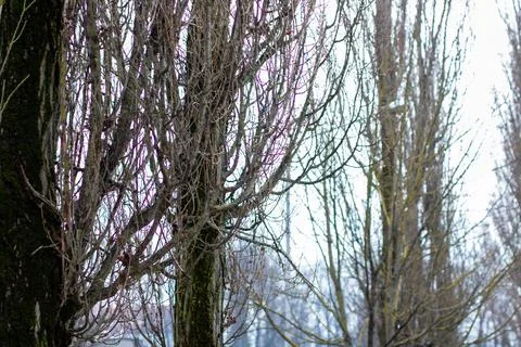 A tree that has numerous branches but is currently devoid of leaves Stock Photos