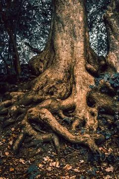 A tree that has roots which resemble a human face or figure Stock Photos