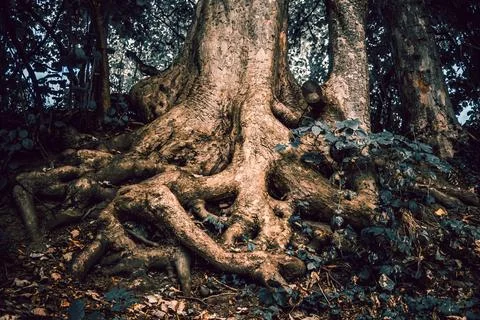 A tree that has roots which resemble a human face or figure Stock Photos