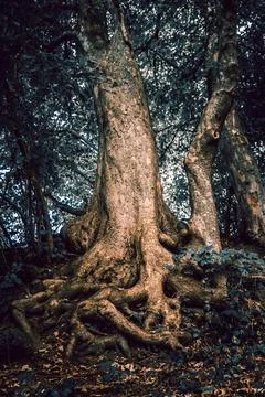 A tree that has roots which resemble a human face or figure Stock Photos