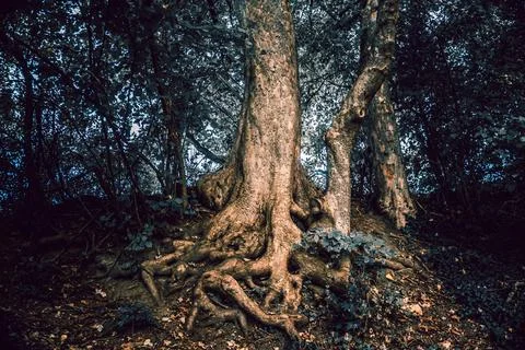 A tree that has roots which resemble a human face or figure Stock Photos