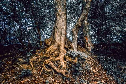 A tree that has roots which resemble a human face or figure Stock Photos