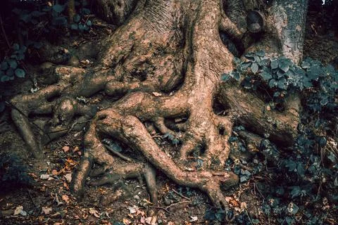 A tree that has roots which resemble a human face or figure Stock Photos