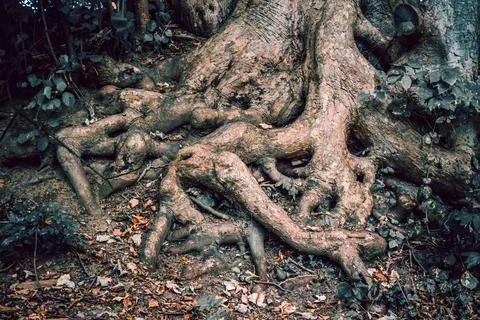 A tree that has roots which resemble a human face or figure Foto stock