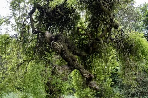 The tree has spread strangely, which is unusual, (old gnarled tree) Stock Photos