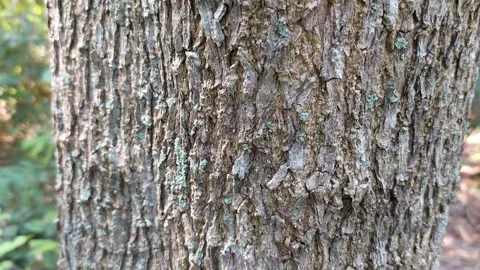 The tree has sprouted young shoots Stock Footage 262197794
