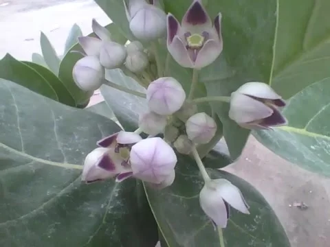 Tree has white and purple flowers, some are open, others closed Stock Footage 161758732