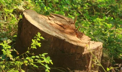 A tree that have been cut down in the forest Stock Photos