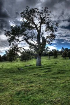 Tree in HDR 스톡 사진
