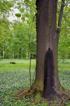 The tree he is crying Stock Photos