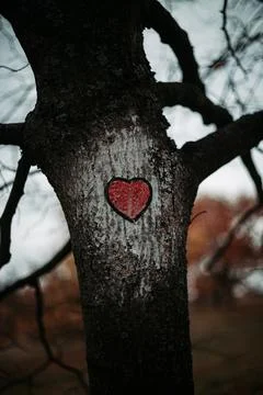 Tree with Heart Artwork Stock Photos