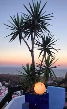 A tree in the heart of sunset Stock Photos
