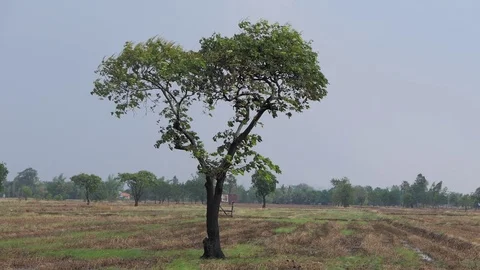 Tree like heart Wind through.4k Stock Footage 108721199