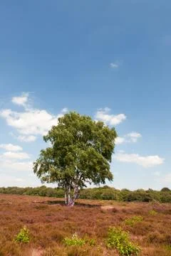 Tree in heather landscape Stock Photos