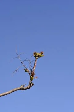 Tree of heaven branch in spring Fotos de archivo