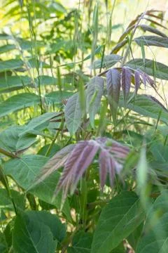 Tree of heaven grows in the forest Stock Photos